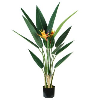 Pianta ornamentale Sterlizia 12 foglie e 2 fiori