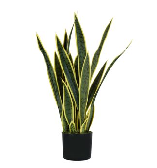 Pianta ornamentale Sansevieria 21 foglie